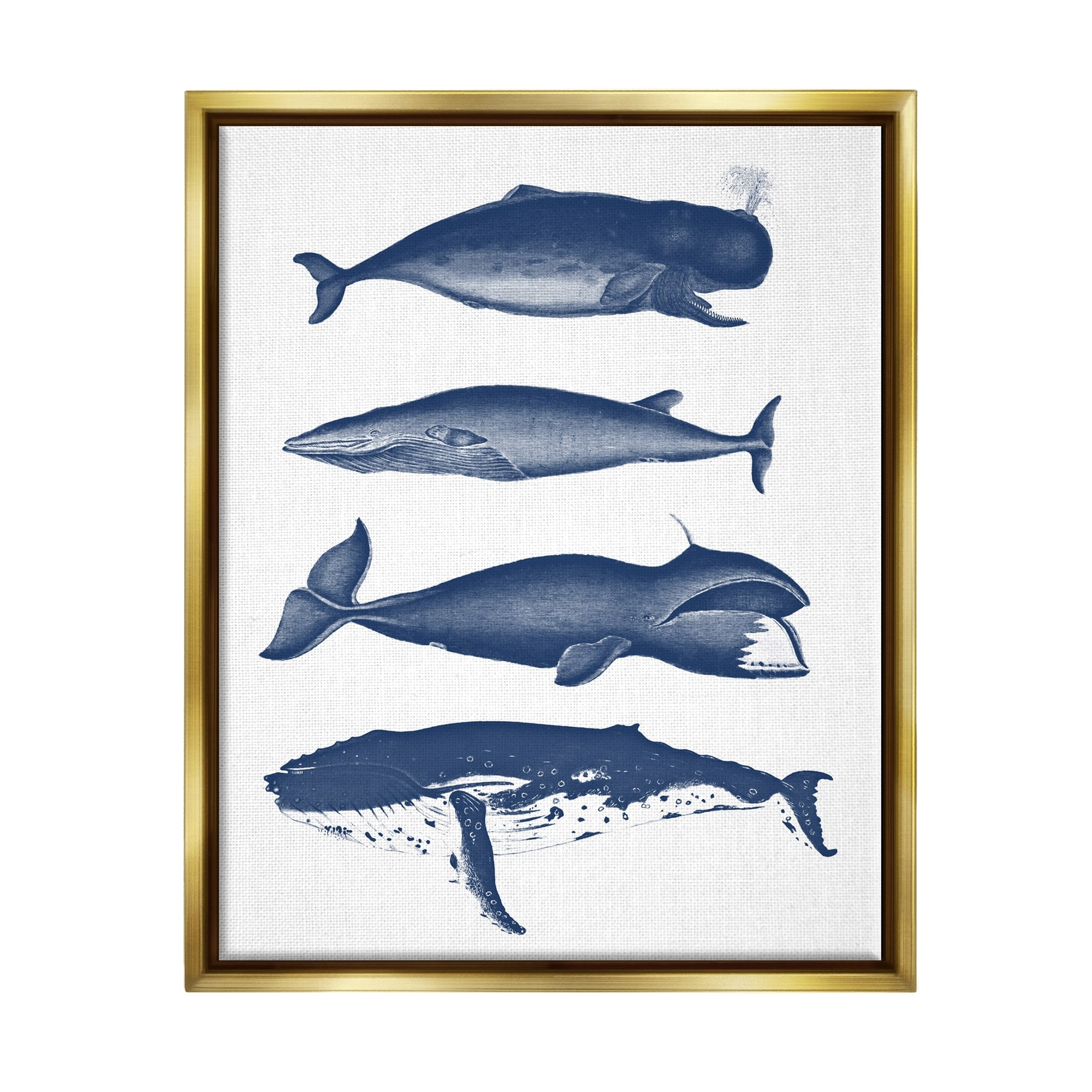 Stupell Industries Various Whales Types Sea Life Detailed Illustrations Graphic Art Metallic Gold Floating Framed Canvas Print Wall Art, Design by Lettered and Lined