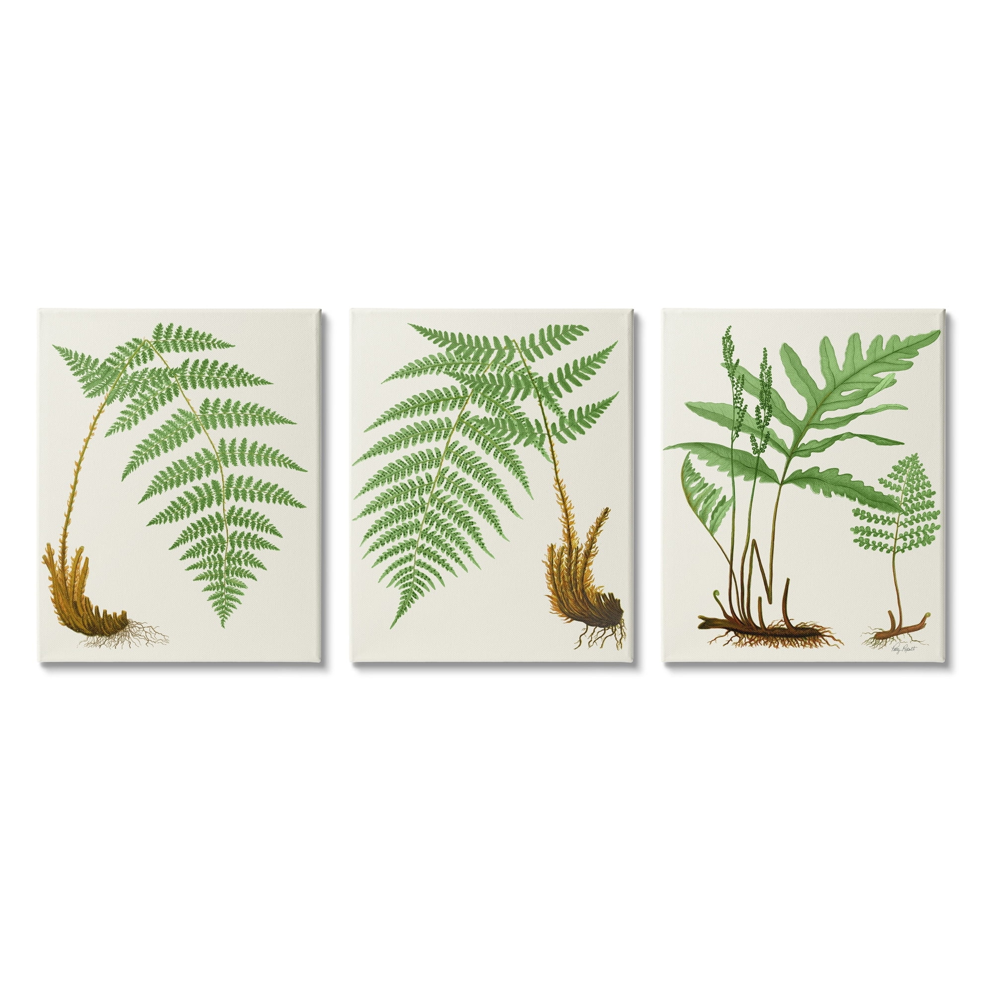 Stupell Industries Vegetation Latin Study Botanical Fern Plants Nature Graphic Art Gallery Wrapped Canvas Print Wall Art, Set of 3, Design by Patty Rybolt