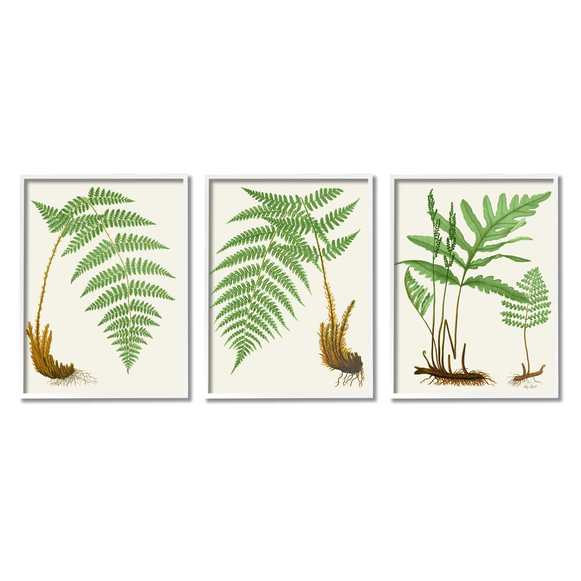 Stupell Industries Vegetation Latin Study Botanical Fern Plants Nature Graphic Art White Framed Art Print Wall Art, Set of 3, Design by Patty Rybolt