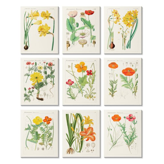 Stupell Industries Vibrant Botanical Scientific Study Vintage Florals Canvas Wall Art by Unknown Artist