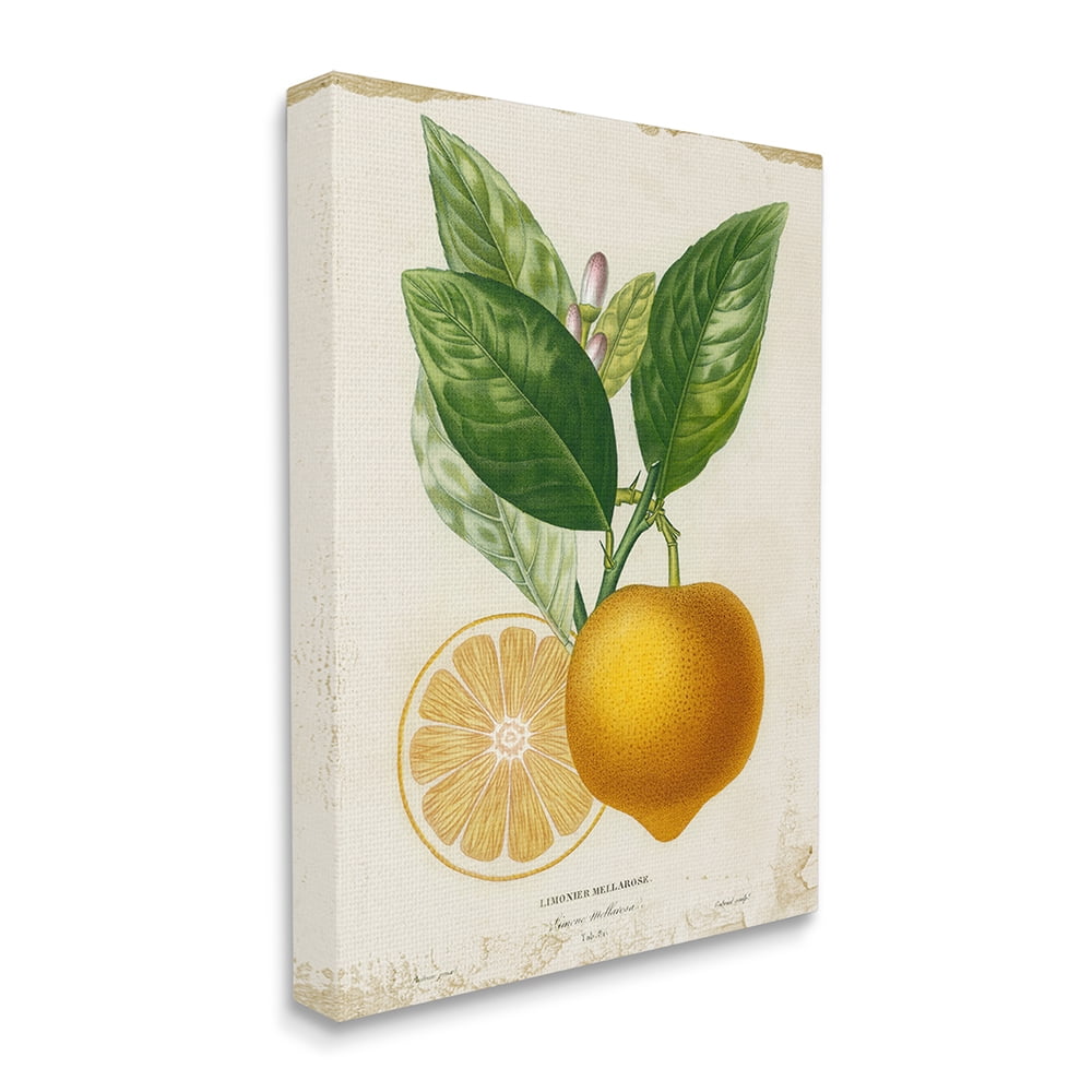Stupell Industries Vibrant French Lemon Illustration Green Vine Canvas Wall Art by Studio W