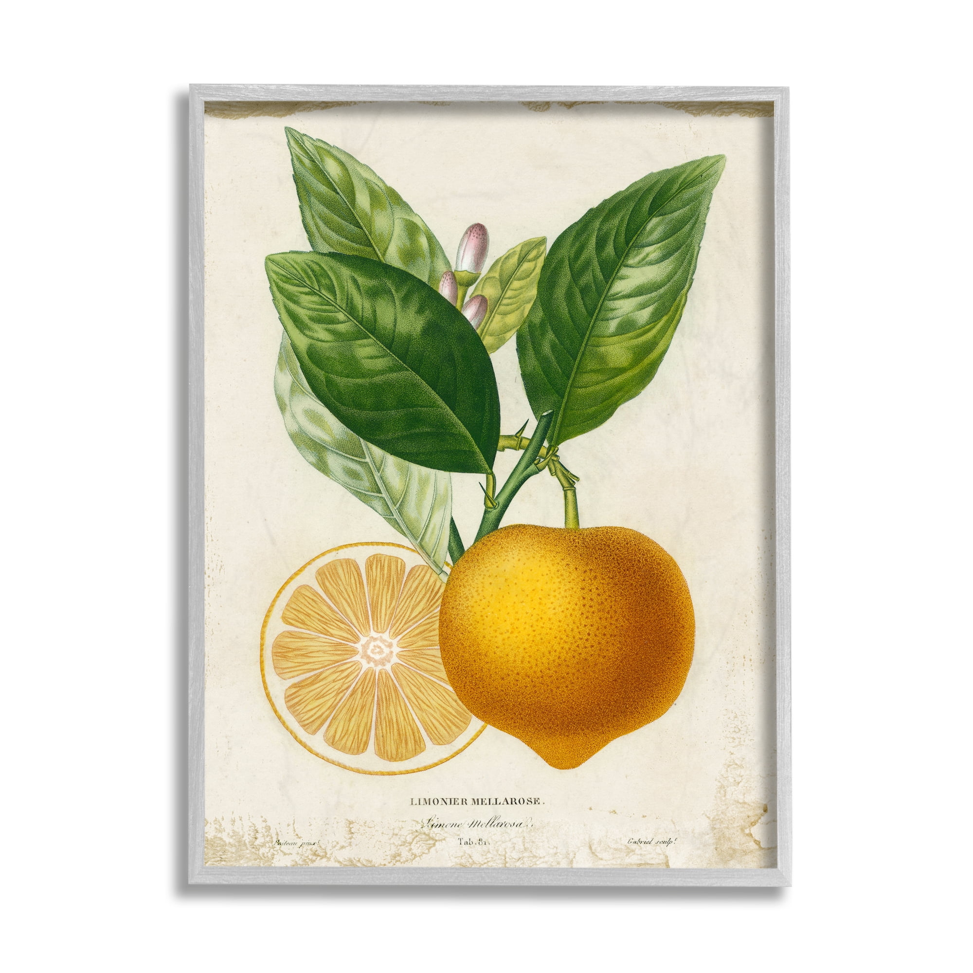 Stupell Industries Vibrant French Lemon Illustration Green Vine Gray Framed by Studio W
