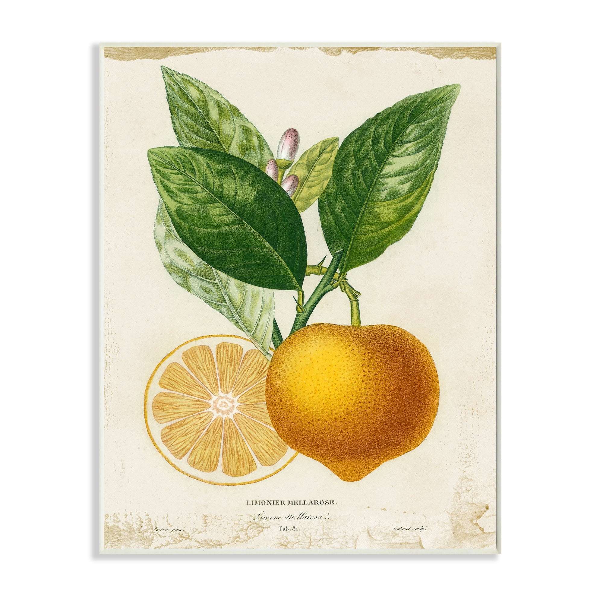 Stupell Industries Vibrant French Lemon Illustration Green Vine Wall Plaque by Studio W