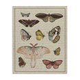 thumbnail image 1 of Stupell Industries Victorian Vintage Moth and Butterfly Wing Study over Script Canvas Art, 30 x 40, by Lil' Rue, 1 of 7