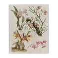 thumbnail image 1 of Stupell Industries Victorian Vintage Studies Varied Flora Canvas Art, 24 x 30, by Lil' Rue, 1 of 7