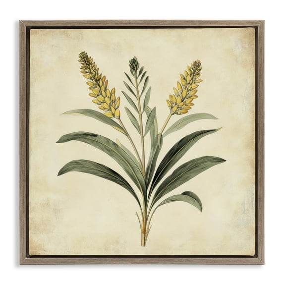 Stupell Industries Victorian Vintage Yellow Wheat Illustration Brown Floating Frame Canvas Art, 25 x 25, by Petals Prints Design