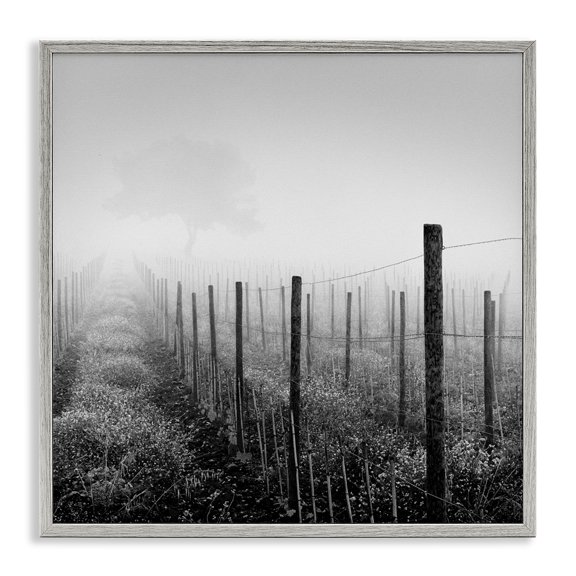 Vineyard At Dawn Gray Framed Giclee Art, 12 x 12, Made In USA
