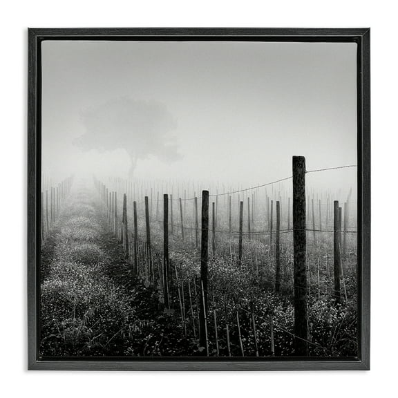Stupell Industries Vineyard at Dawn Landscape & Nature Photography Black Floater Framed Canvas Art Print Wall Art, 18 x 18
