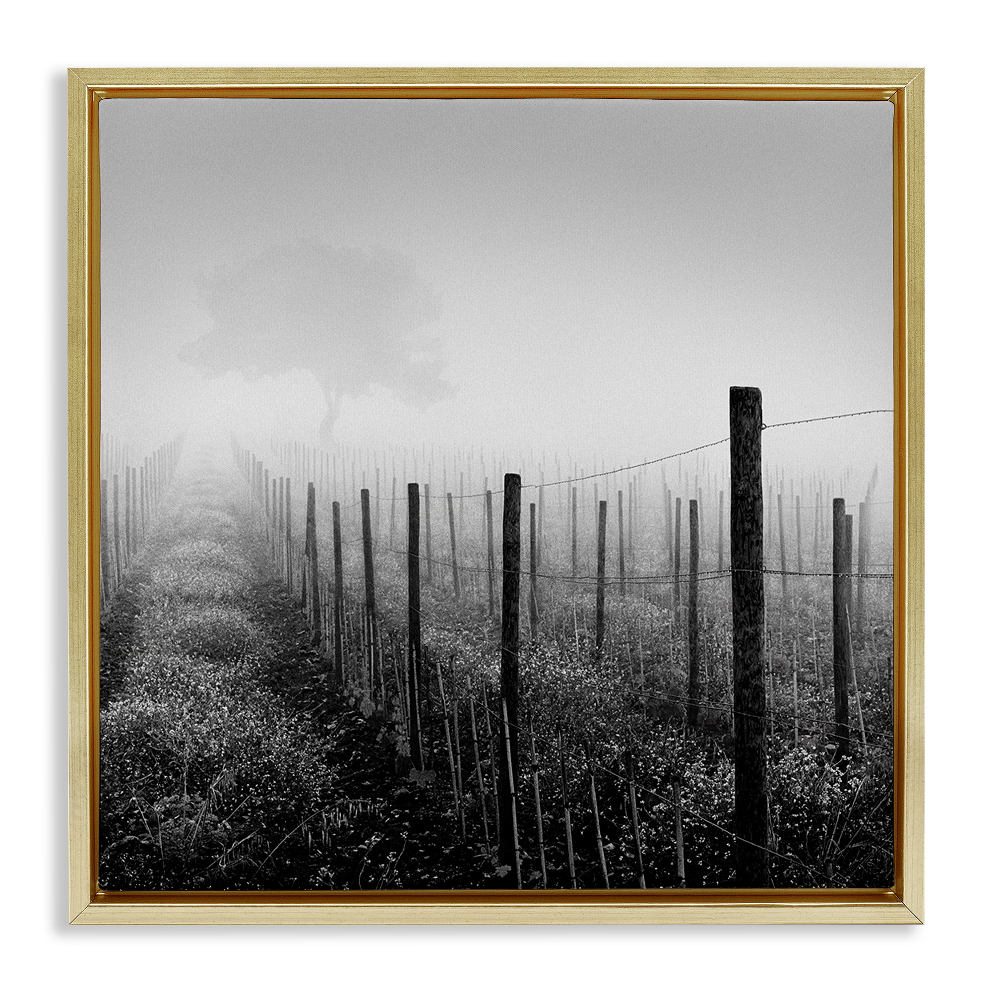 Stupell Industries Vineyard at Dawn Landscape & Nature Photography Gold Floater Framed Canvas Art Print Wall Art, 18 x 18