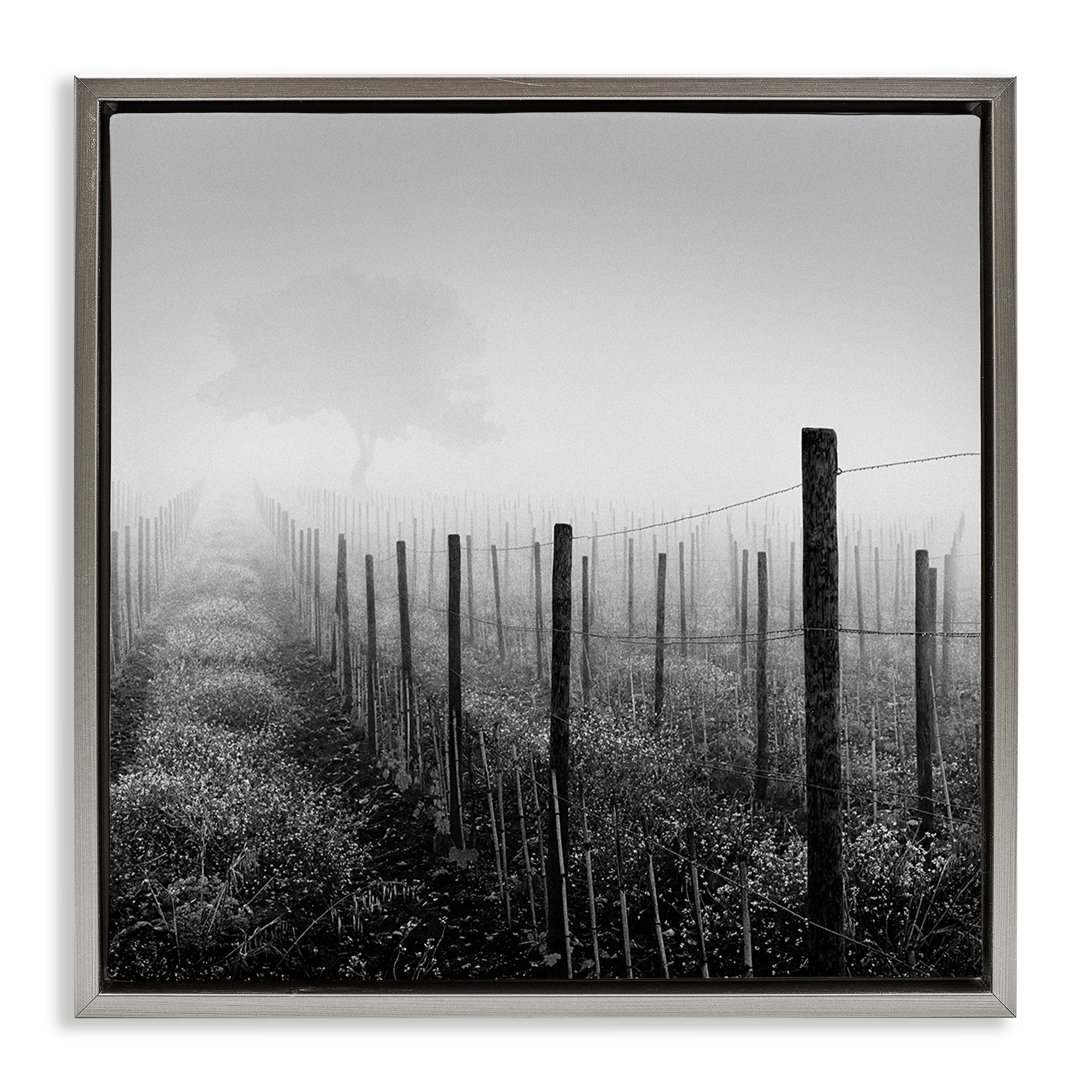 Stupell Industries Vineyard at Dawn Landscape & Nature Photography Gray Floater Framed Canvas Art Print Wall Art, 25 x 25