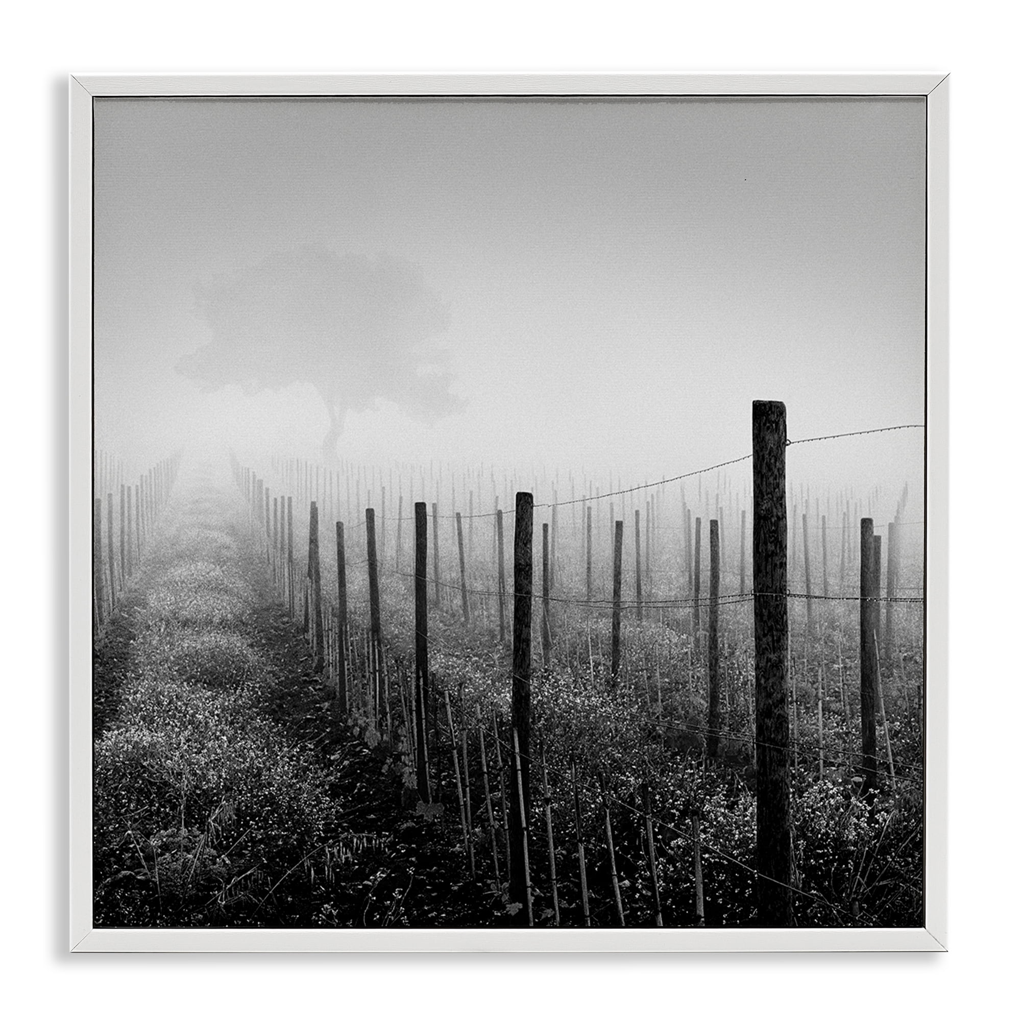Stupell Industries Vineyard at Dawn Landscape & Nature Photography White Framed Art Print Wall Art, 17 x 17