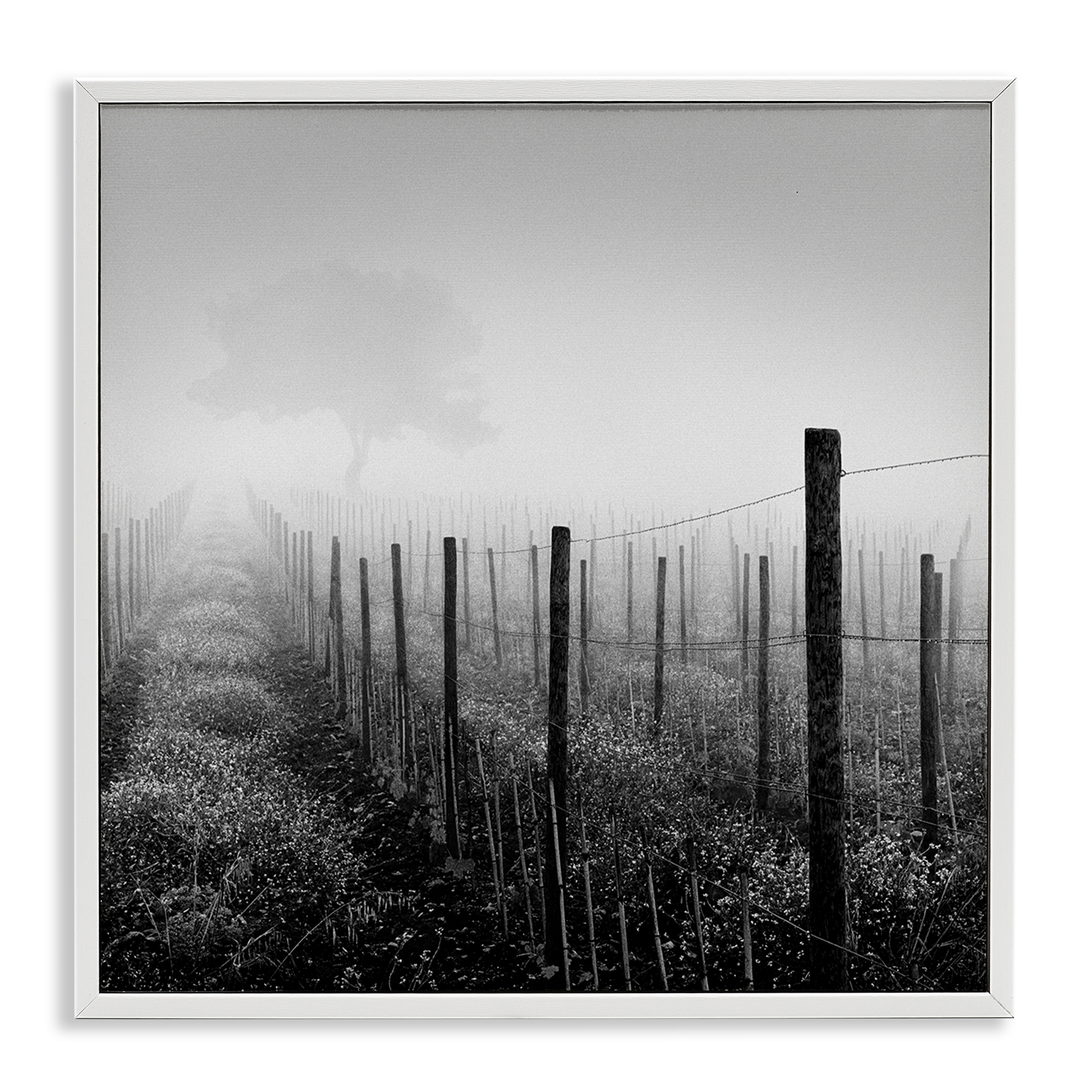 Stupell Industries Vineyard at Dawn Landscape & Nature Photography White Framed Art Print Wall Art, 24 x 24