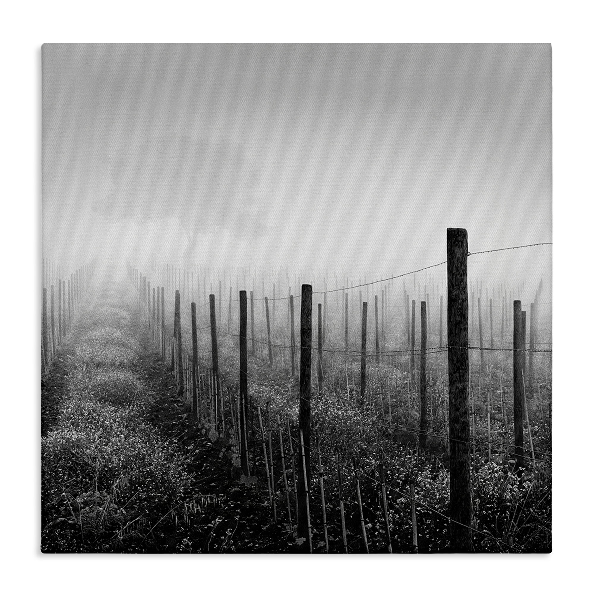Stupell Industries Vineyard at Dawn Landscape & Nature Photography Wrapped Canvas Art Print Wall Art, 30 x 30