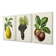 thumbnail image 1 of Stupell Industries Vintage Antique Fruits Kitchen Dining Room Painting Design 3pc Canvas Art Set by Vision Studio, 1 of 6