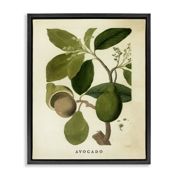 Stupell Industries Vintage Avocado Plant Food & Beverage Painting Black Floater Framed Canvas Art Print Wall Art, 17 x 21