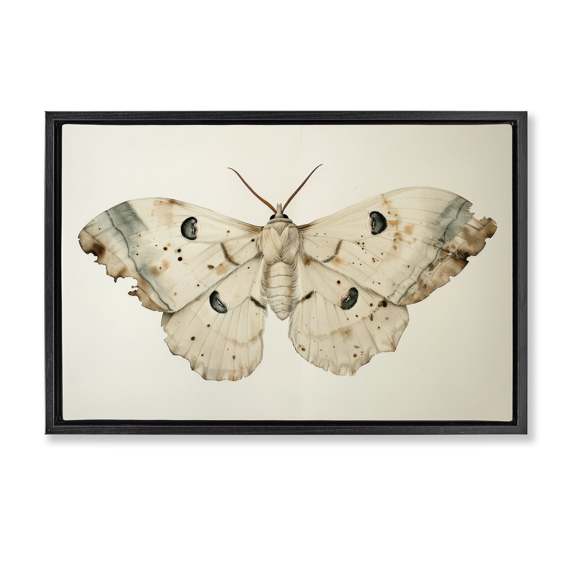 Stupell Industries Vintage Beige Moth Animals Painting Black Floater Framed Canvas Art Print Wall Art, 31 x 21