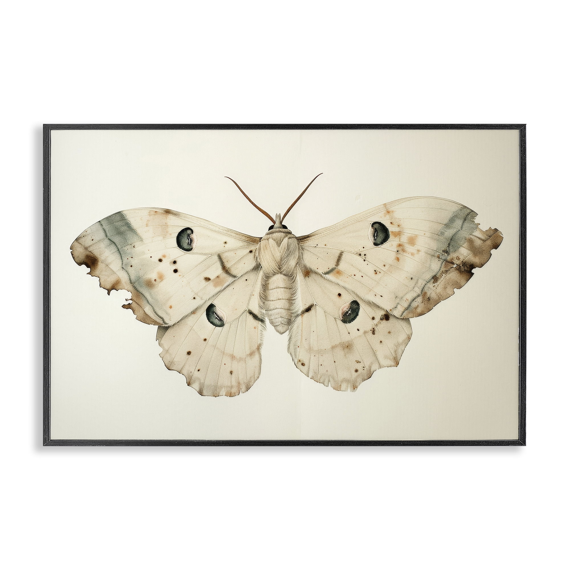Stupell Industries Vintage Beige Moth Animals Painting Black Framed Art Print Wall Art, 24 x 16