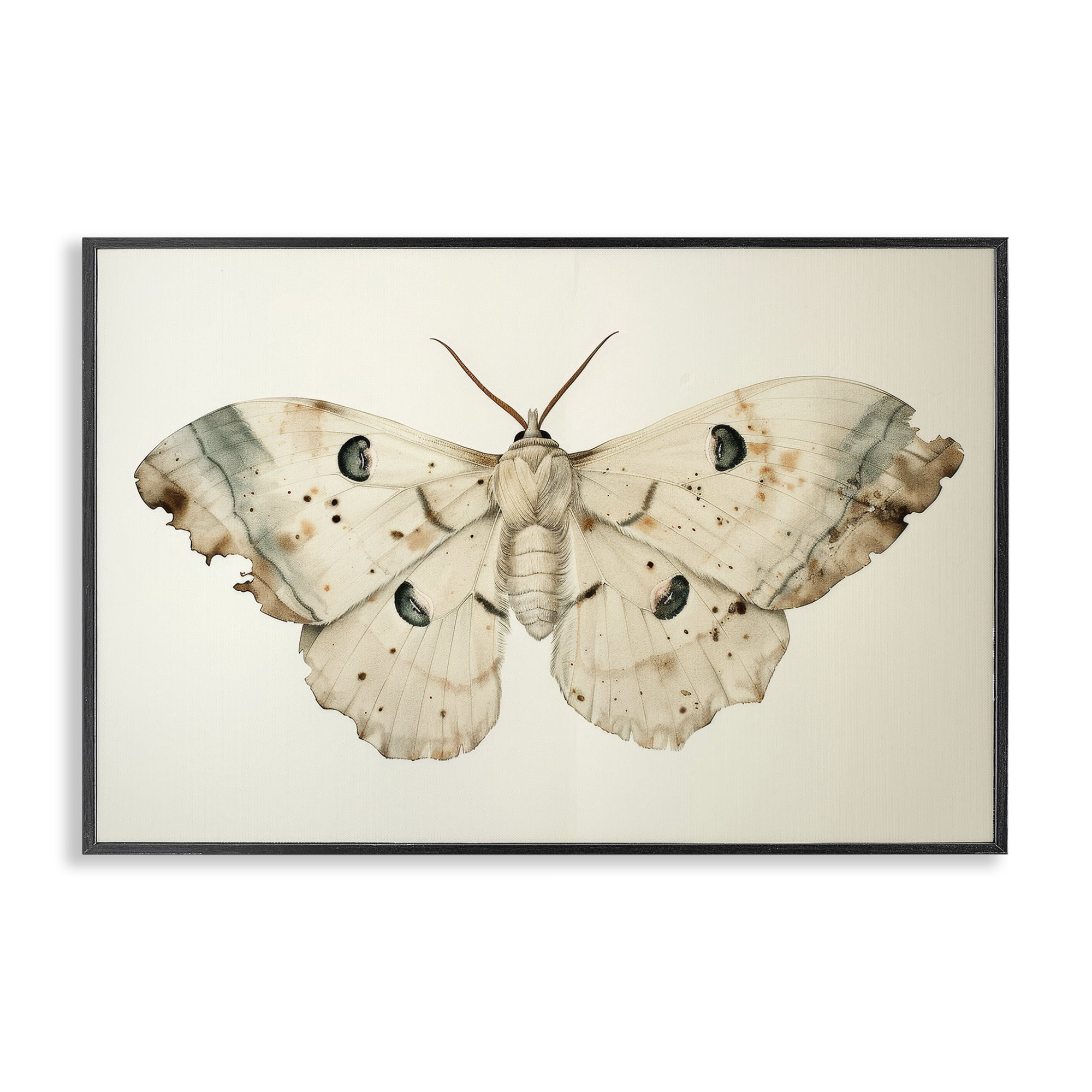 Stupell Industries Vintage Beige Moth Animals Painting Black Framed Art Print Wall Art, 30 x 20