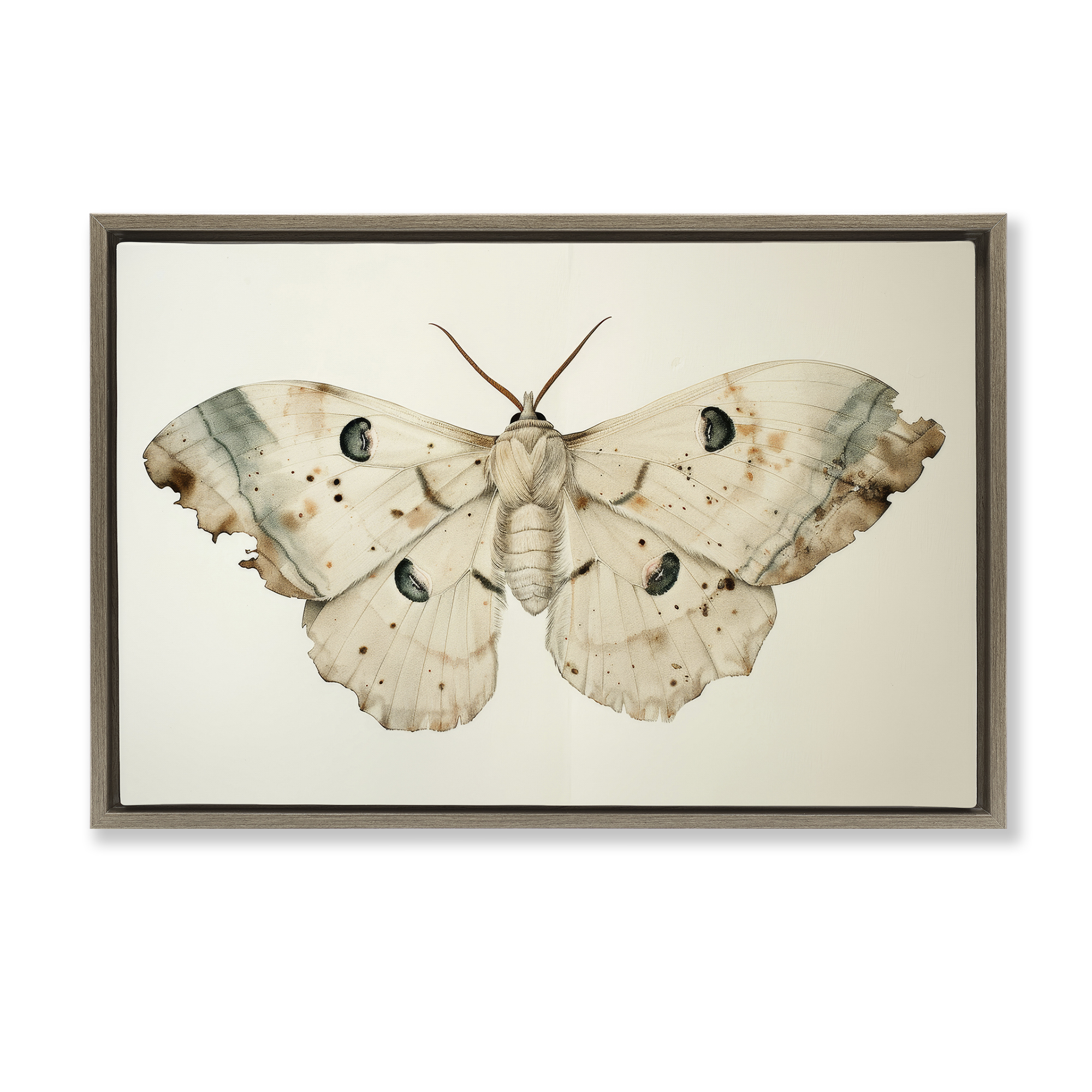Stupell Industries Vintage Beige Moth Animals Painting Brown Floater Framed Canvas Art Print Wall Art, 25 x 17