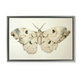 thumbnail image 1 of Stupell Industries Vintage Beige Moth Animals Painting Gray Floater Framed Canvas Art Print Wall Art, 31 x 21, 1 of 10