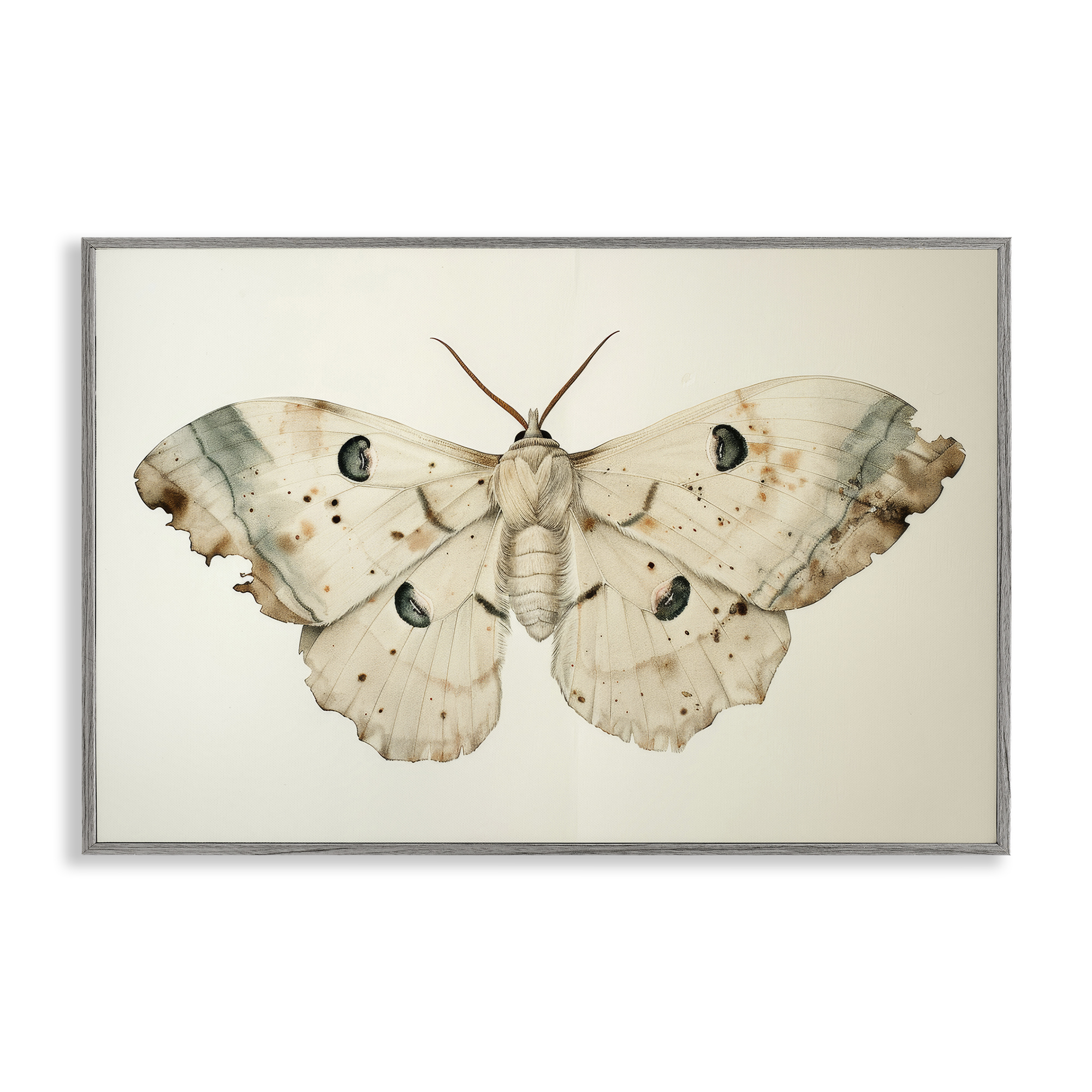 Stupell Industries Vintage Beige Moth Animals Painting Gray Framed Art Print Wall Art, 18 x 12