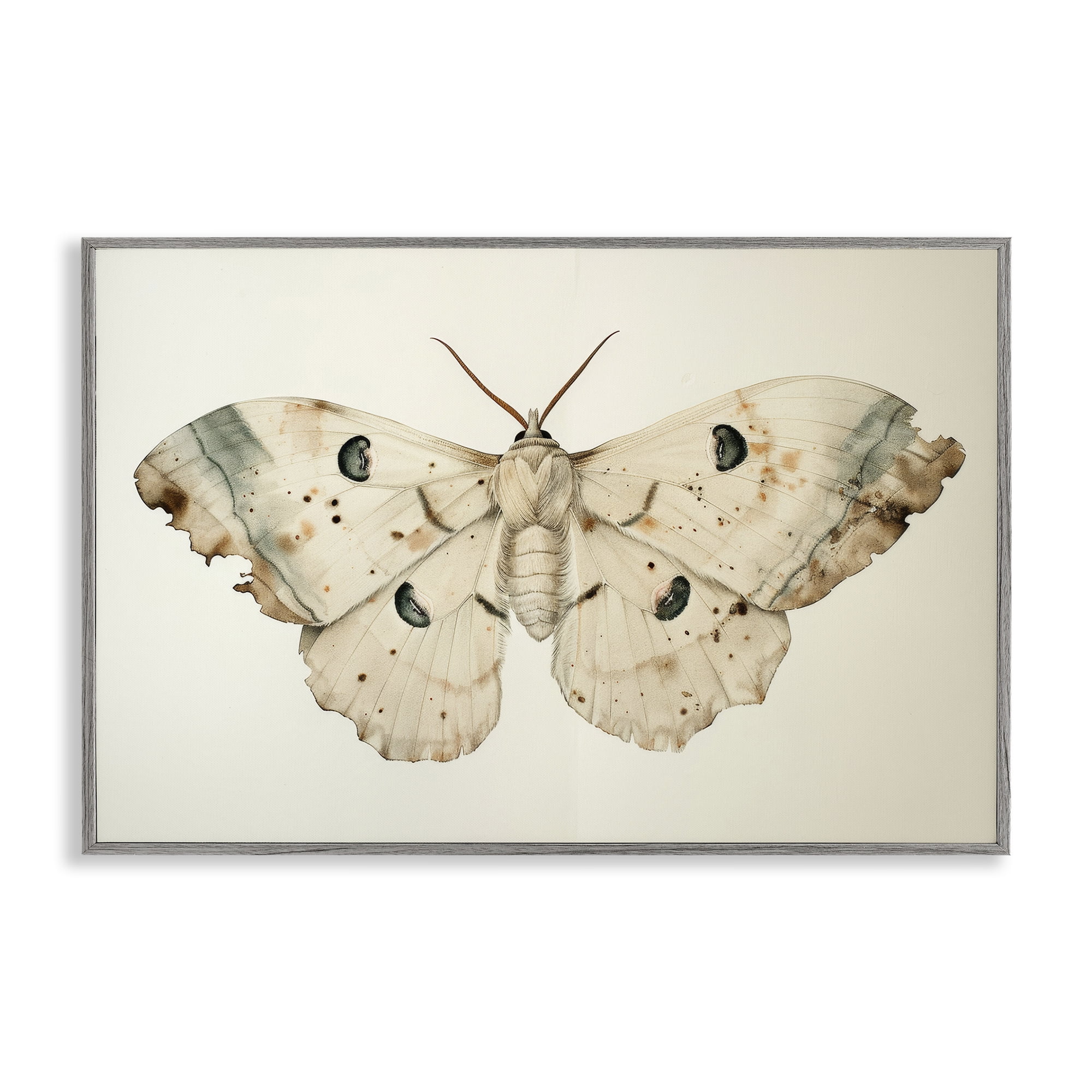 Stupell Industries Vintage Beige Moth Animals Painting Gray Framed Art Print Wall Art, 24 x 16