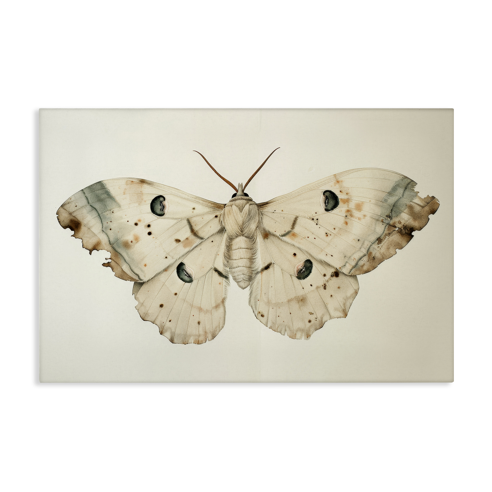 Stupell Industries Vintage Beige Moth Animals Painting Wrapped Canvas Art Print Wall Art, 24 x 16