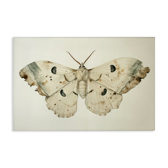 Stupell Industries Vintage Beige Moth Animals Painting Wrapped Canvas Art Print Wall Art, 30 x 20