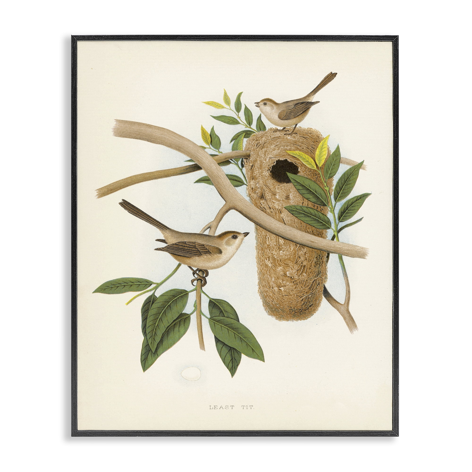 Stupell Industries Vintage Bird House Study Plants & Flowers Painting Black Framed Art Print Wall Art, 16 x 20
