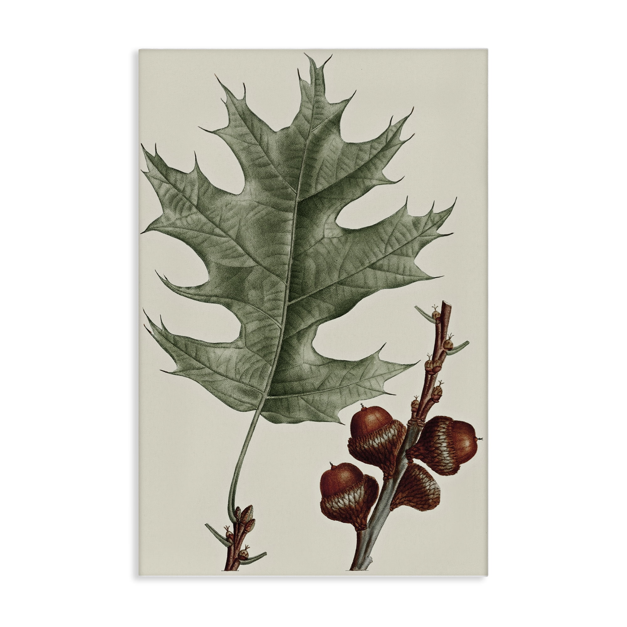 Stupell Industries Vintage Black Oak Leaf Plants & Flowers Painting Wrapped Canvas Art Print Wall Art, 24 x 36