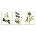 thumbnail image 1 of Stupell Industries Vintage Blue Botanical Flowers on Beige Design by Curtis, 1 of 6
