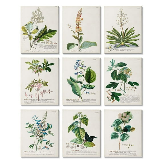 Stupell Industries Vintage Botanical Greenery Illustrations with Scientific Script Canvas Wall Art Design by Unknown Artist, 9 Piece, 11" x 14"
