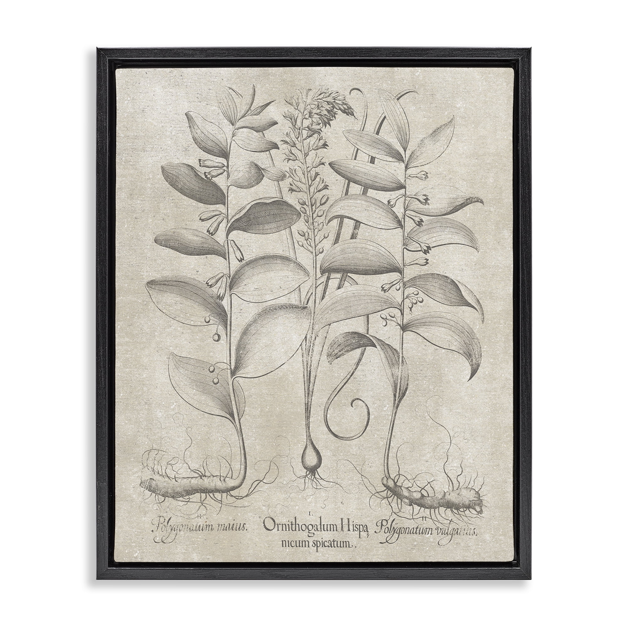 Stupell Industries Vintage Botanical Herb Botanical & Floral Painting Black Floater Framed Art Print Wall Art, 17 x 21