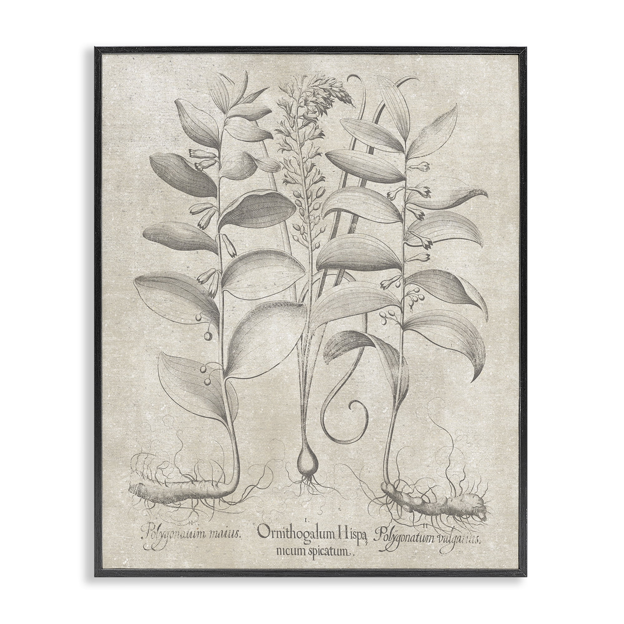 Stupell Industries Vintage Botanical Herb Botanical & Floral Painting Black Framed Art Print Wall Art, 24 x 30