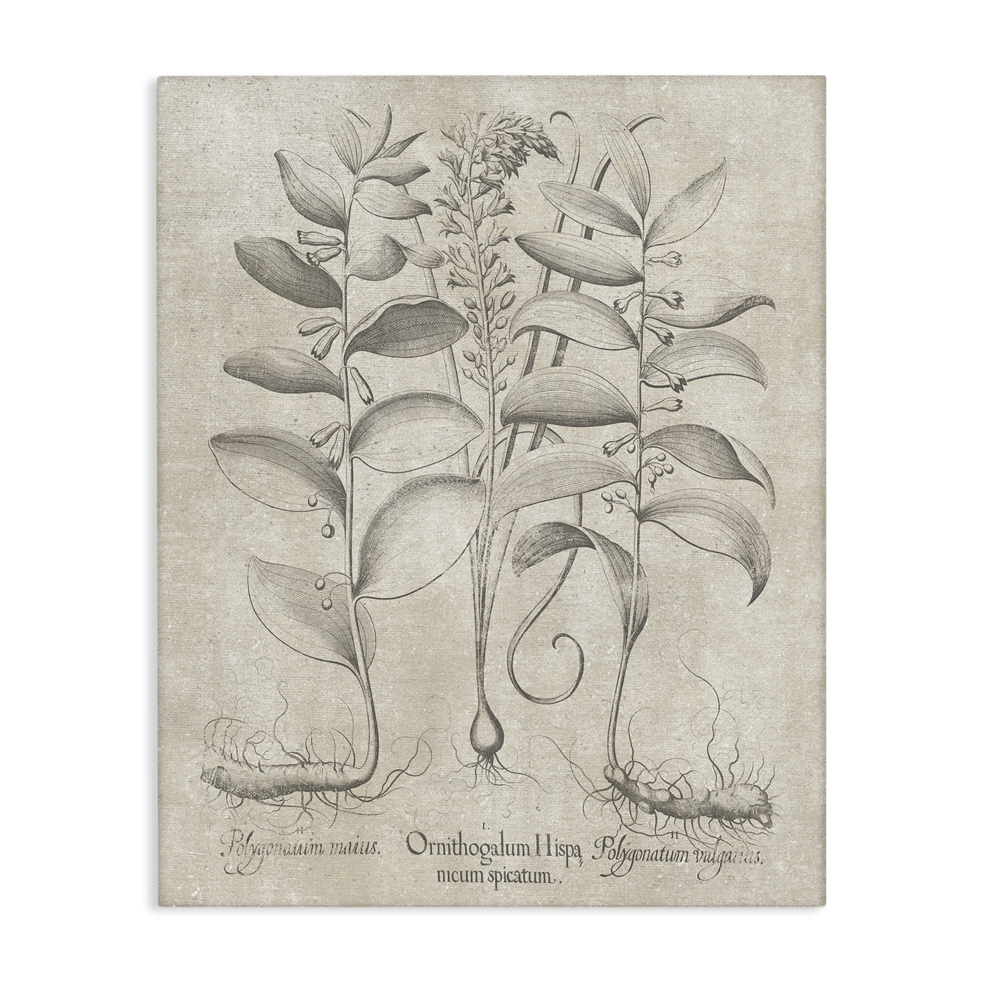 Vintage Botanical Herb Canvas Wall Art in Beige and Gray