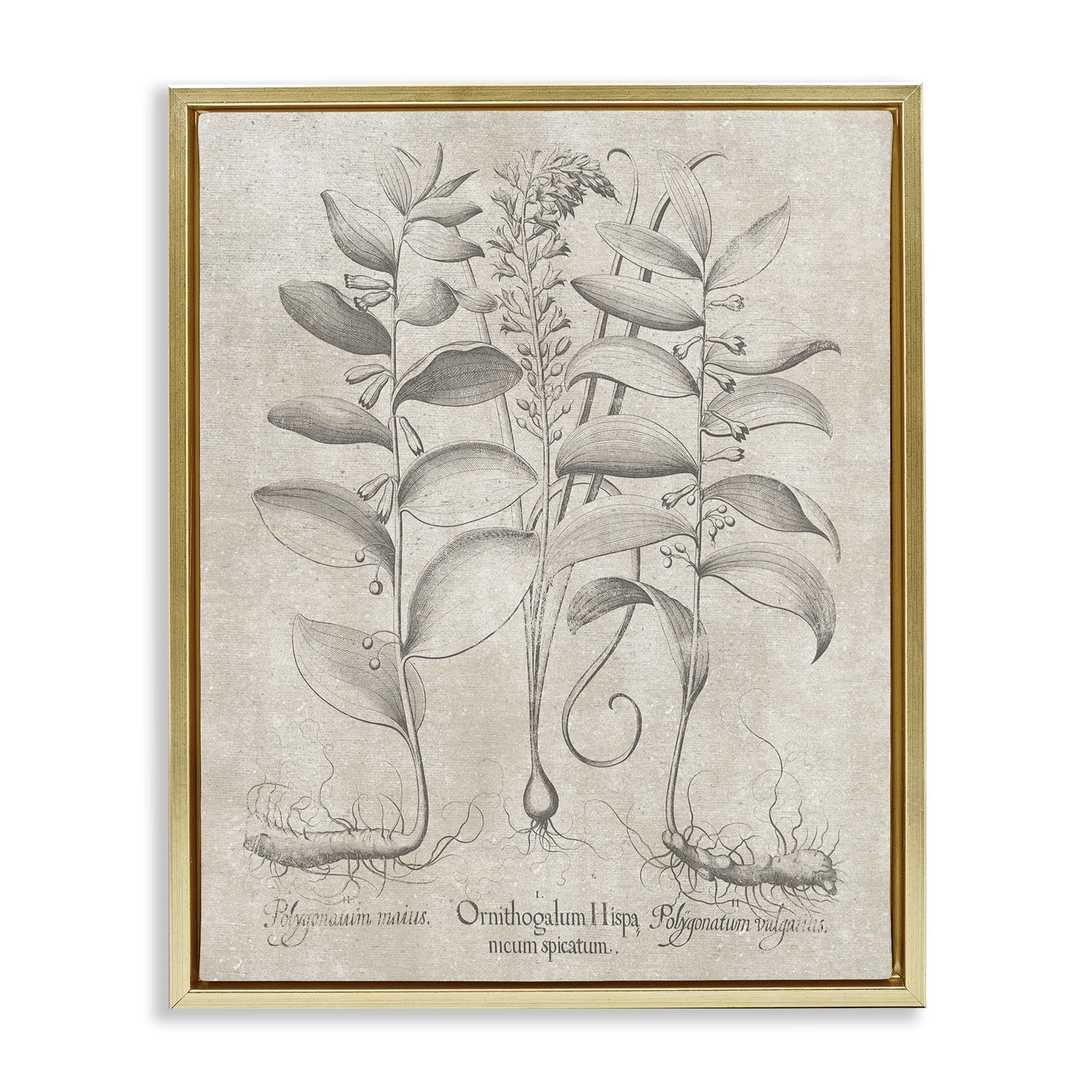 Stupell Industries Vintage Botanical Herb Botanical & Floral Painting Gold Floater Framed Art Print Wall Art, 25 x 31