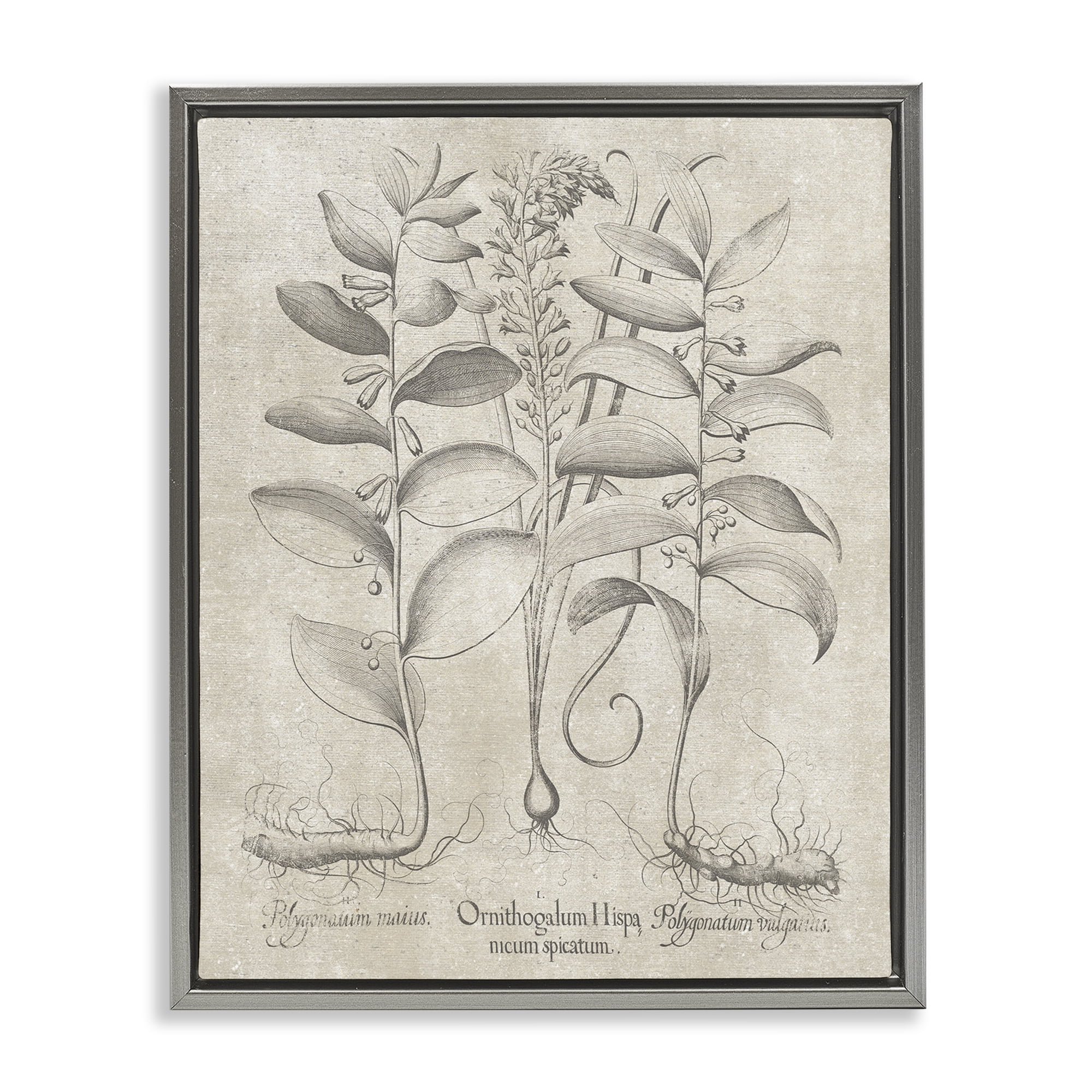 Stupell Industries Vintage Botanical Herb Botanical & Floral Painting Gray Floater Framed Art Print Wall Art, 25 x 31