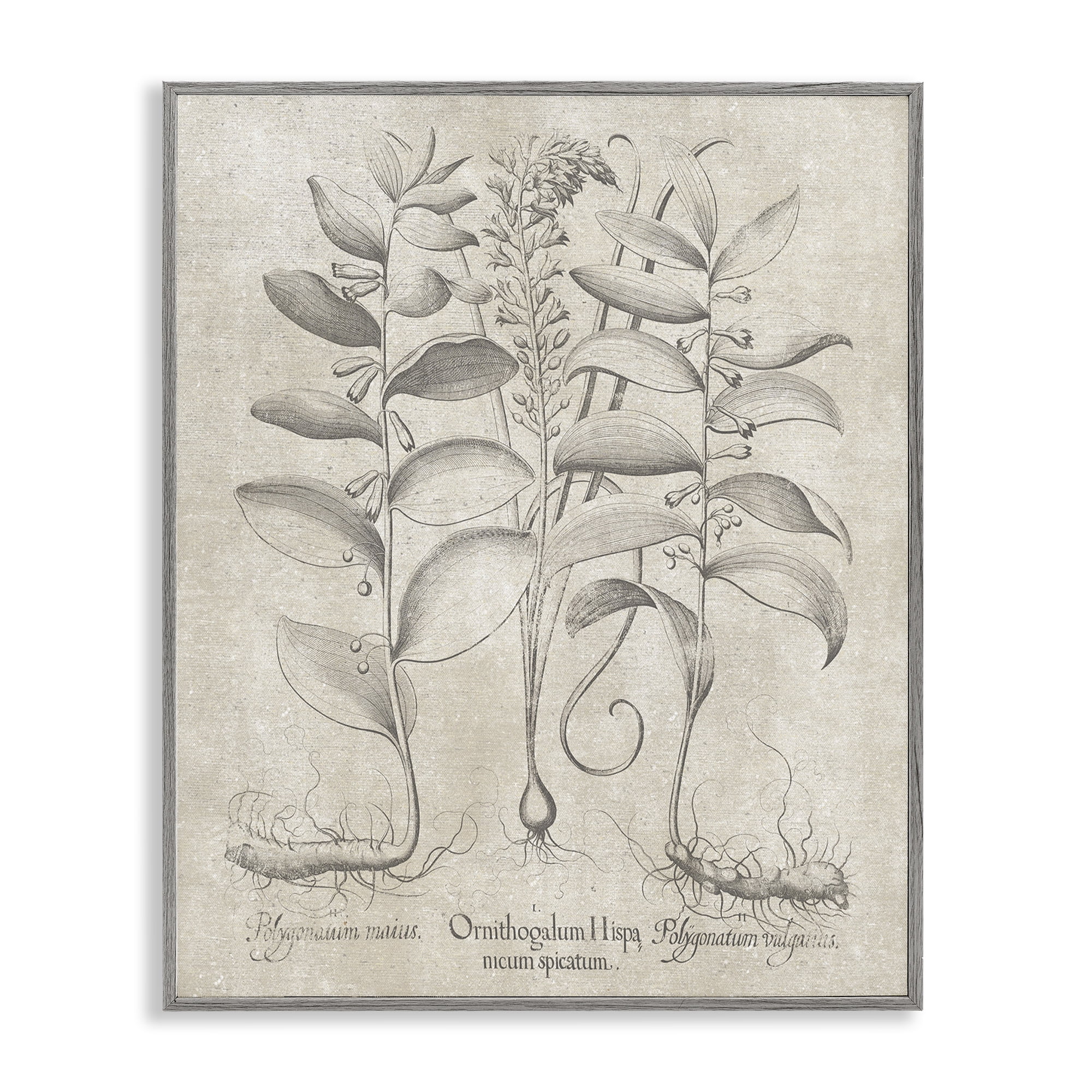 Stupell Industries Vintage Botanical Herb Botanical & Floral Painting Gray Framed Art Print Wall Art, 16 x 20