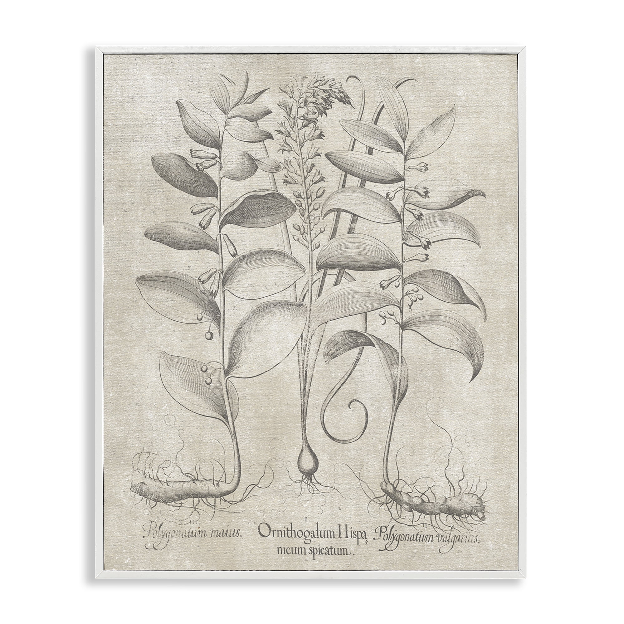 Stupell Industries Vintage Botanical Herb Botanical & Floral Painting White Framed Art Print Wall Art, 11 x 14