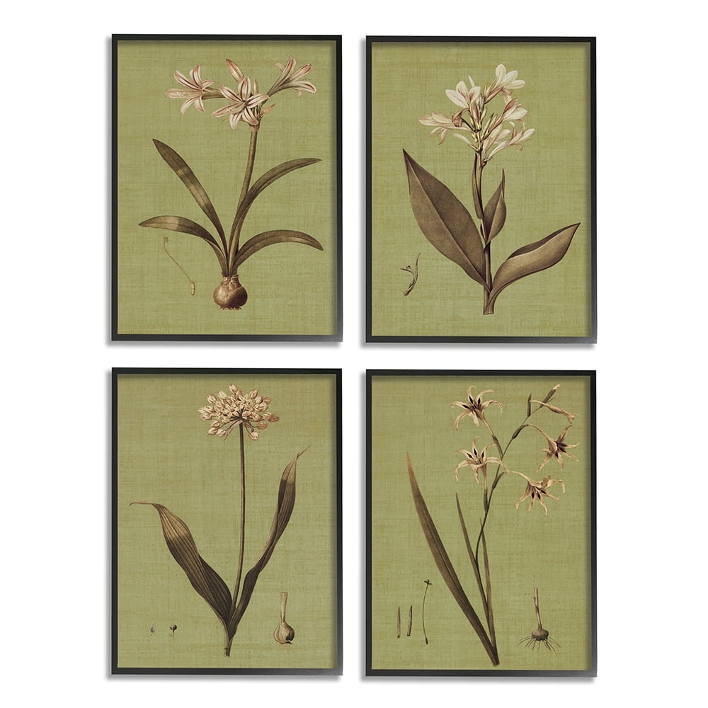 Stupell Industries Vintage Botanical Plant Illustration Scientific Study Black Framed by John Seba
