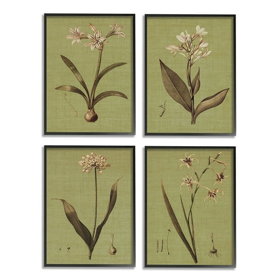 Stupell Industries Vintage Botanical Plant Illustration Scientific Study Black Framed by John Seba