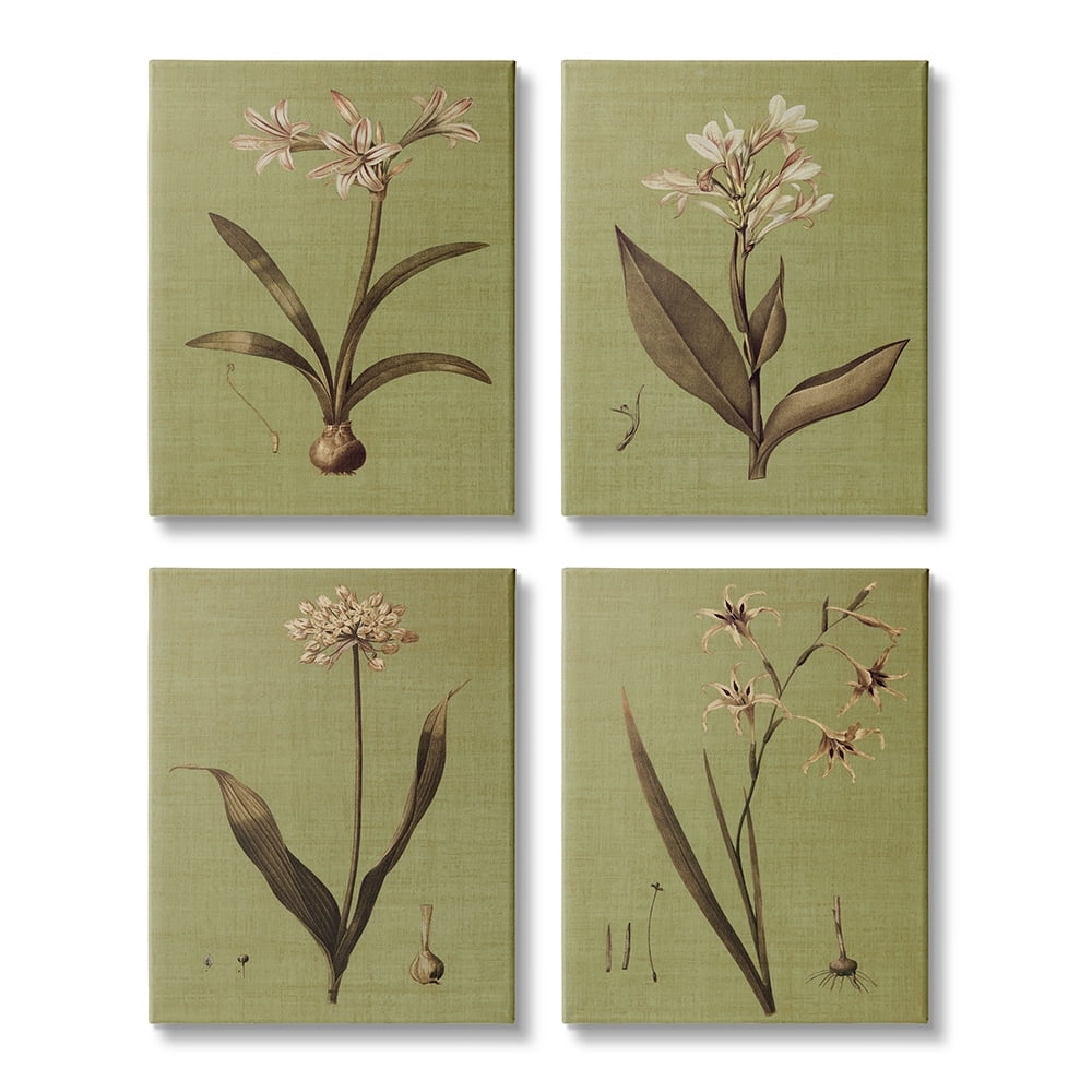 Stupell Industries Vintage Botanical Plant Illustration Scientific Study Canvas Wall Art by John Seba
