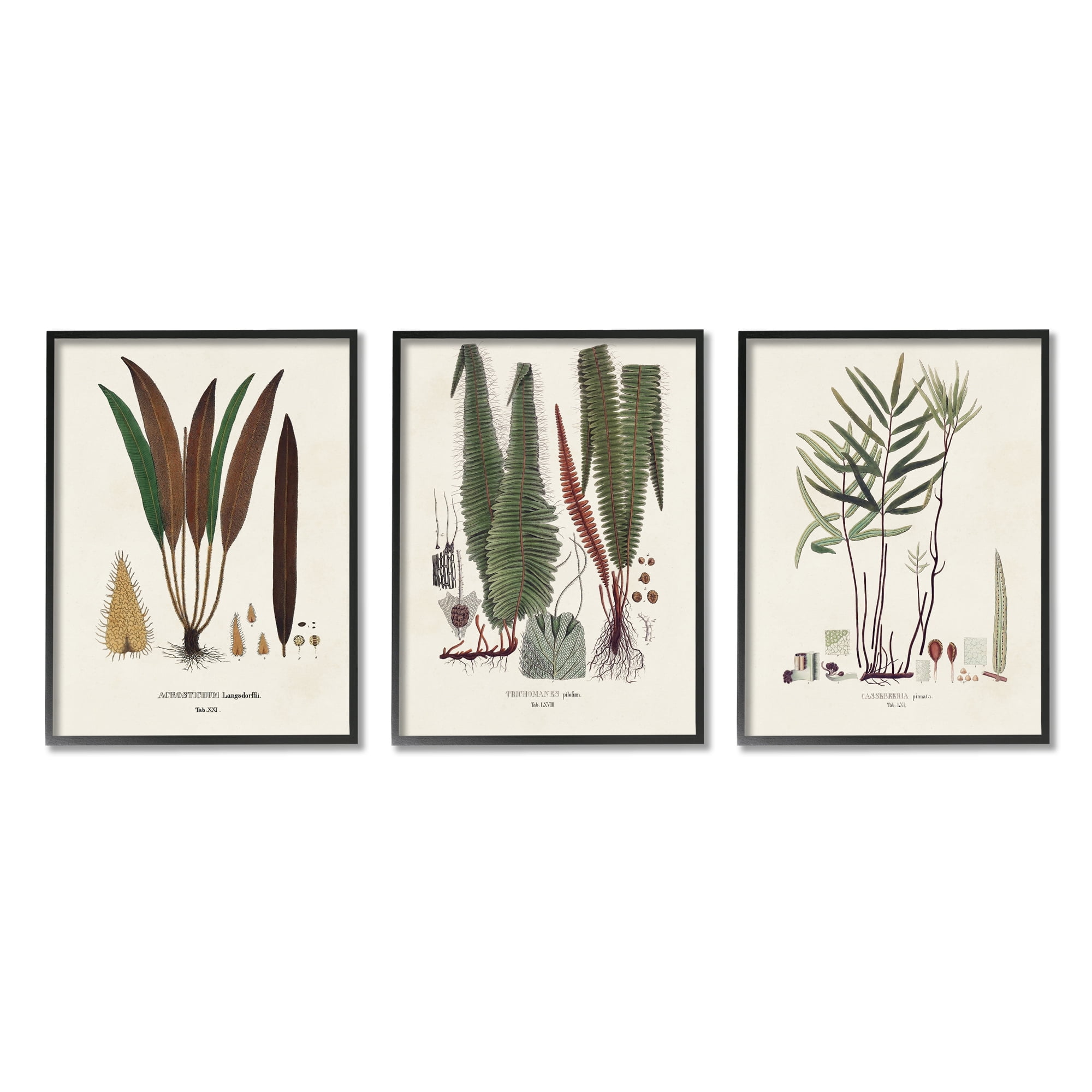 Stupell Industries Vintage Botanical Studies Botanical & Floral Painting Black Framed Art Print Wall Art, 16 x 20
