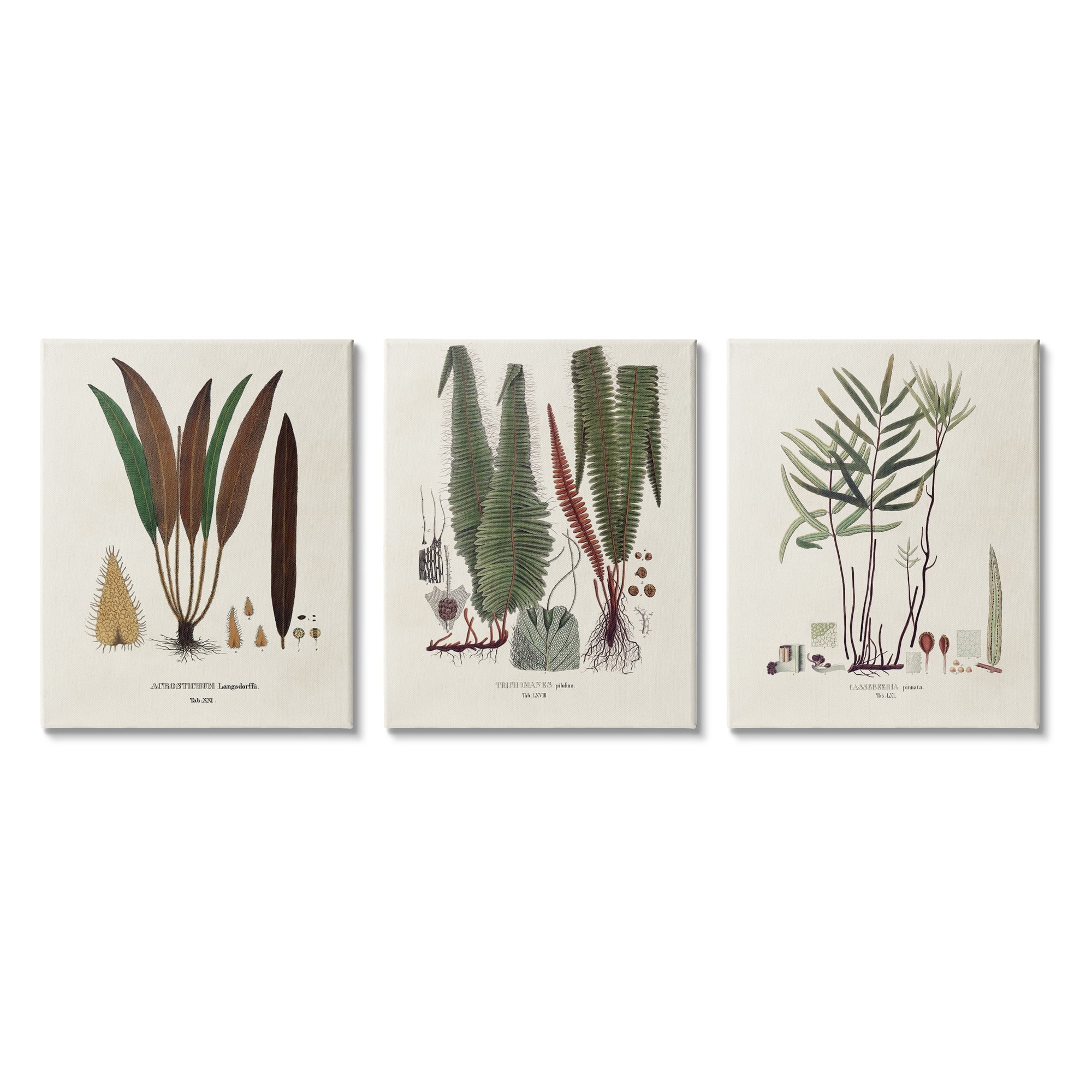 Vintage Botanical Studies Green and Brown Canvas Art Set