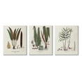 thumbnail image 1 of Stupell Industries Vintage Botanical Studies Botanical & Floral Painting Gallery Wrapped Canvas Art Print Wall Art, 16 x 20, Set of 3, 1 of 8