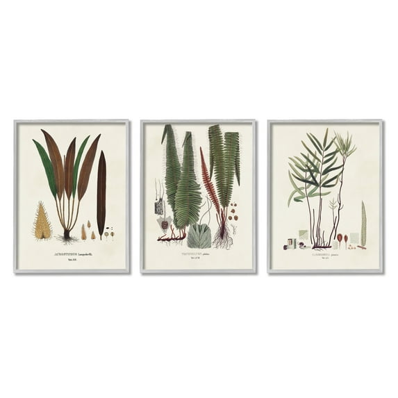 Stupell Industries Vintage Botanical Studies Botanical & Floral Painting Gray Framed Art Print Wall Art, 24 x 30