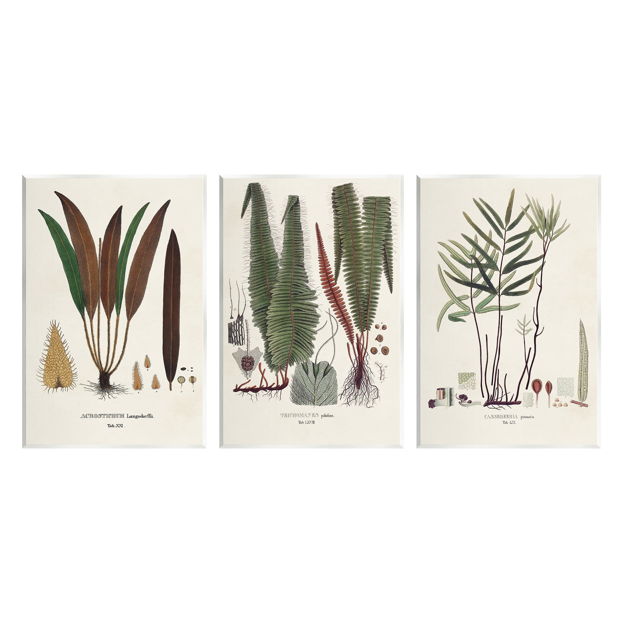 Stupell Industries Vintage Botanical Studies Botanical & Floral Painting Unframed Art Print Wall Art, 10 x 15