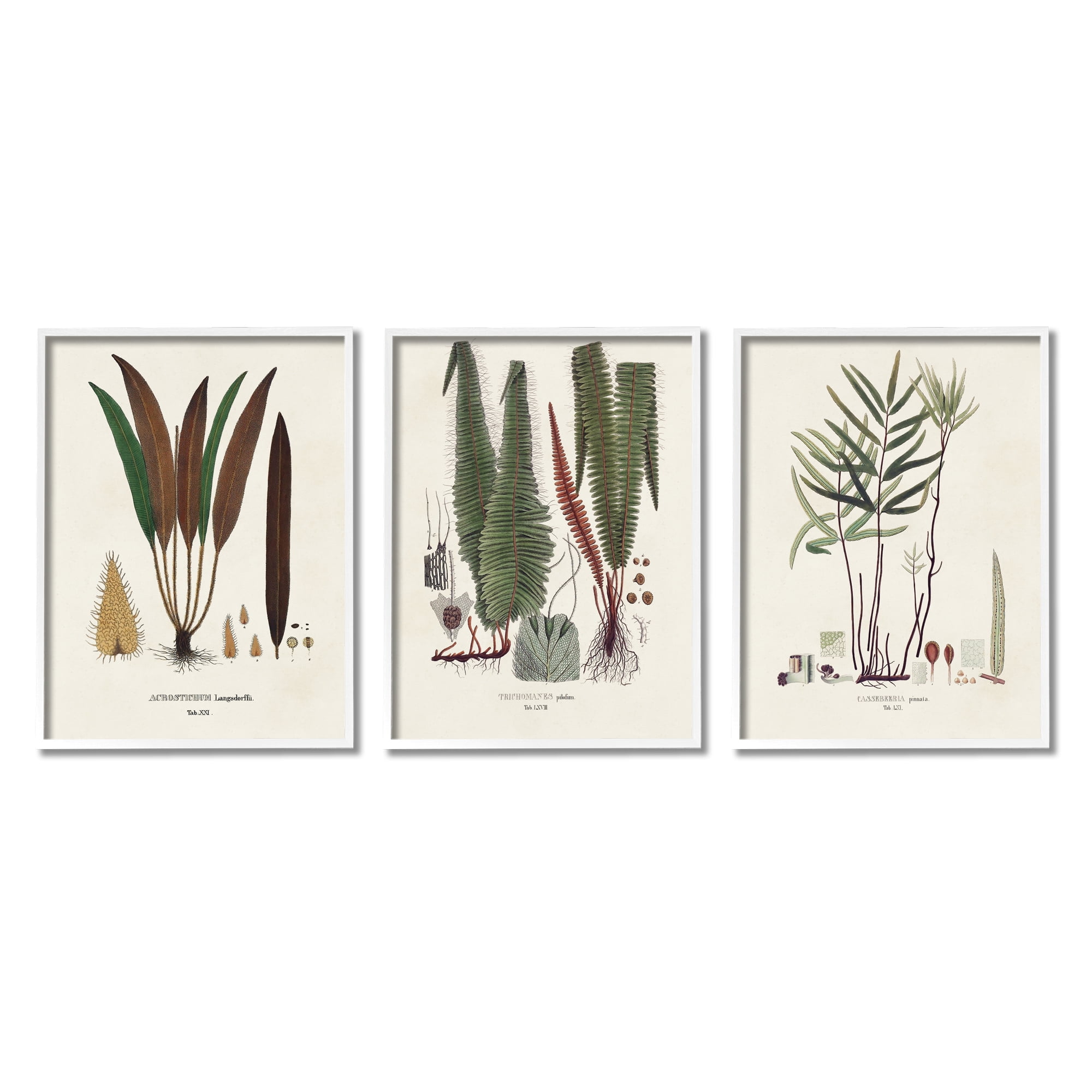 Stupell Industries Vintage Botanical Studies Botanical & Floral Painting White Framed Art Print Wall Art, 16 x 20