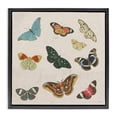 thumbnail image 1 of Stupell Industries Traditional Vintage Butterfly Flight Black Floating Frame Canvas Art, 18 x 18, by Dan Meneely, 1 of 8