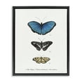 thumbnail image 1 of Stupell Industries Vintage Butterfly Specimens Animals & Insects Painting Black Floater Framed Canvas Art Print Wall Art, 17 x 21, 1 of 10